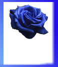 Baby BIrba Graphic