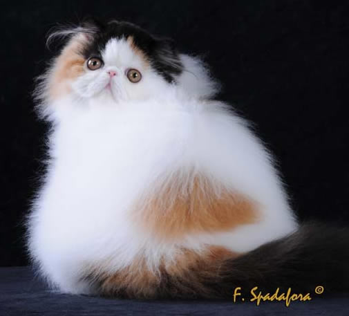 Sweetmarale's Nathalié
