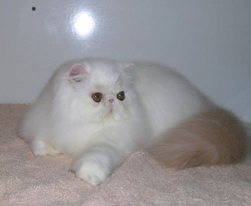 Sweetmarale's Nathali&eacute;