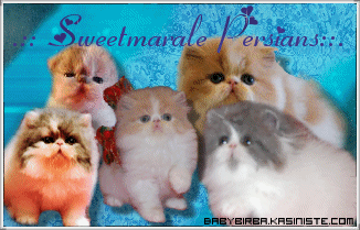 Sweetmarale's Persians