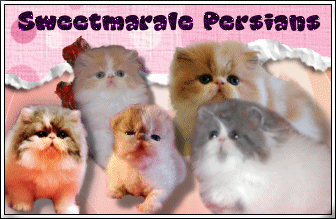 Sweetmarale's Persians